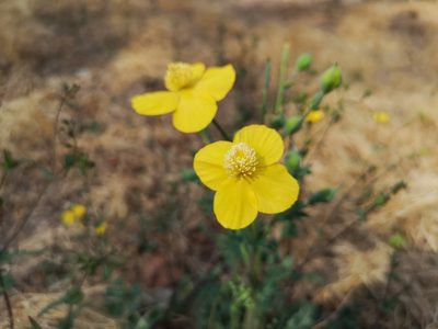 Dicranostigma leptopodum, photographed by Jens-Christian Svenning