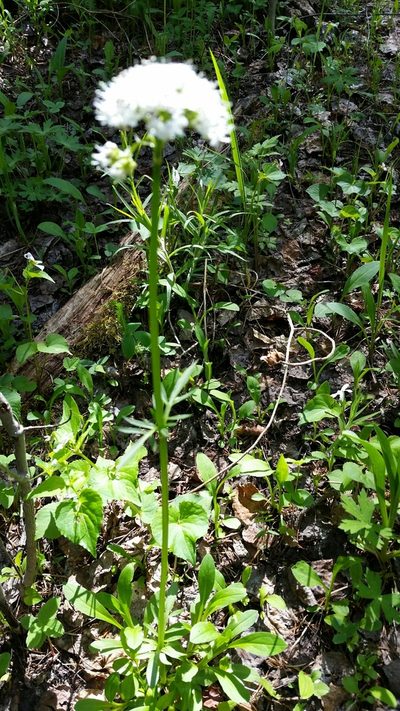 Valeriana acutiloba, photographed by Craig Martin