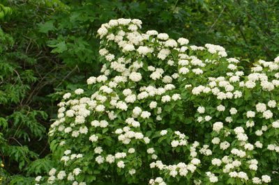 Viburnum ellipticum, photographed by David Anderson