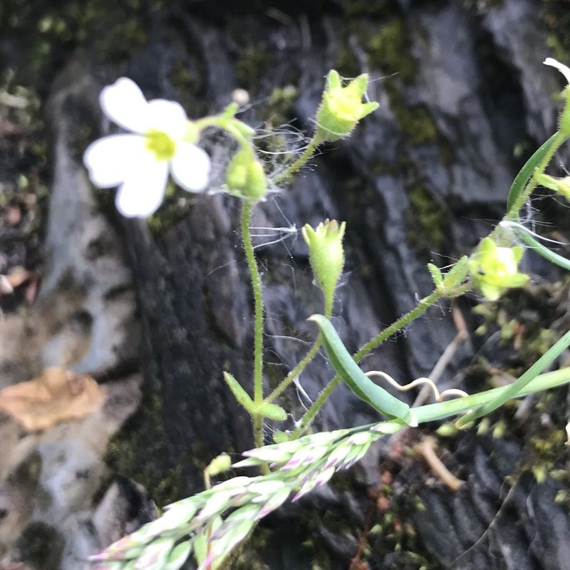 Saxifraga osloensis, photographed by Dag Endresen