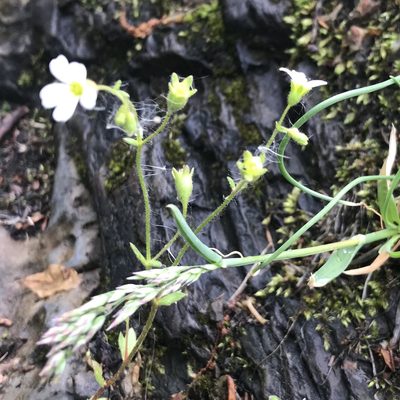 Saxifraga osloensis, photographed by Dag Endresen