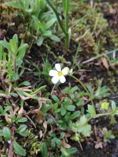 Saxifraga osloensis, photographed by Dimitri Brosens