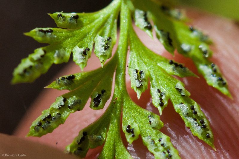 Aspidotis carlotta-halliae, photographed by Ken-ichi Ueda