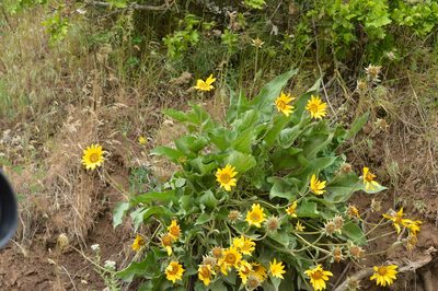 Balsamorhiza careyana, photographed by David Anderson