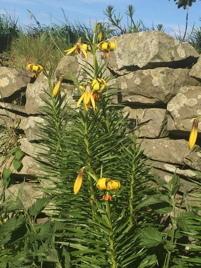 Lilium pyrenaicum, photographed by Rich