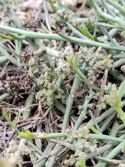 Thesium frisea, photographed by Jacques van der Merwe