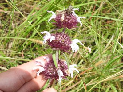 Monarda clinopodioides, photographed by Sam Kieschnick