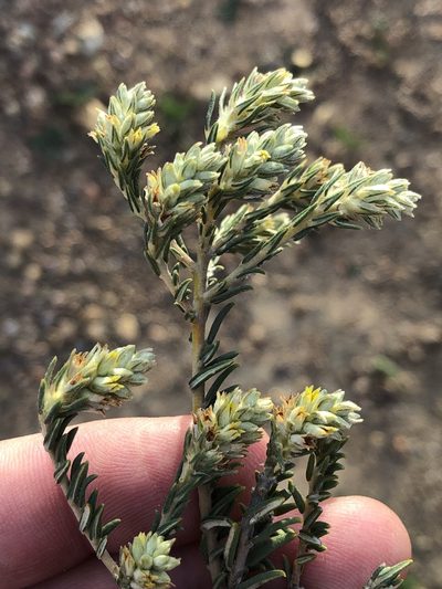 Phylica strigulosa, photographed by Dave U
