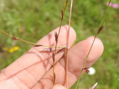 Eragrostis sessilispica, photographed by Sam Kieschnick