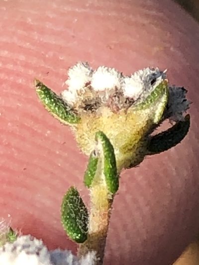 Phylica acmaephylla, photographed by Dave U