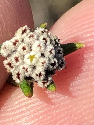 Phylica acmaephylla, photographed by Dave U
