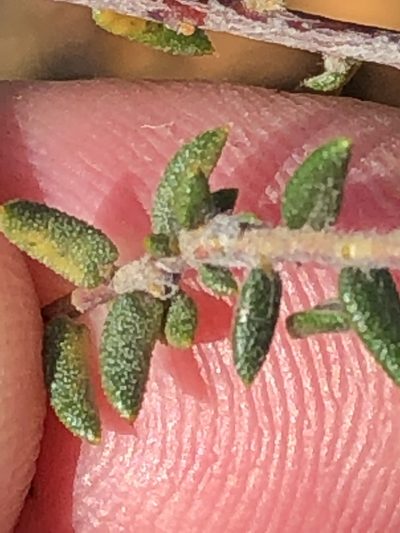 Phylica acmaephylla, photographed by Dave U