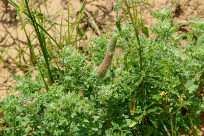 Dalea obovata, photographed by Robert Creech