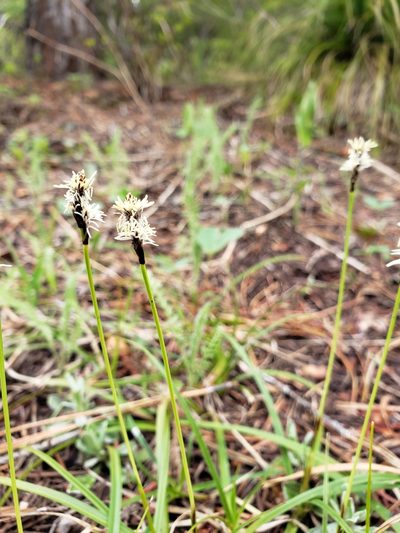 Carex concinnoides, photographed by Lauren Pfund