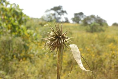 Oxytenanthera abyssinica, photographed by timharris