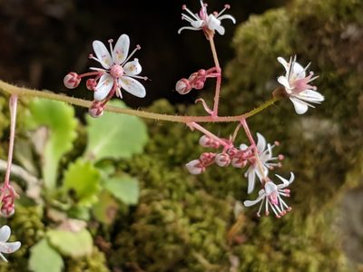Saxifraga spathularis, photographed by Brodie Cass Talbott