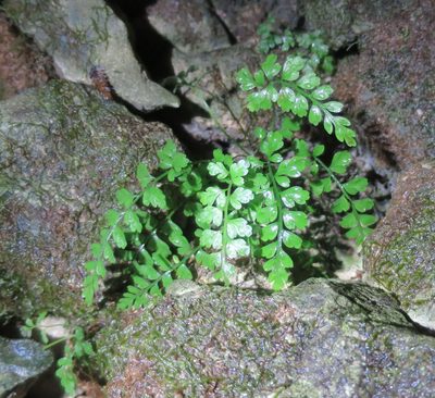 Asplenium cimmeriorum, photographed by Alice Shanks