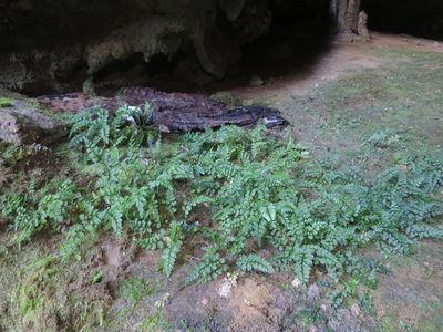 Asplenium cimmeriorum, photographed by Alice Shanks