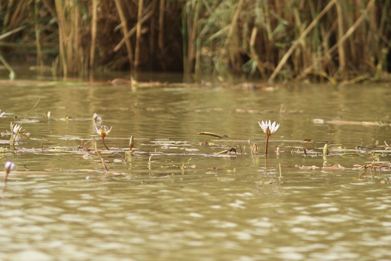 Nymphaea micrantha, photographed by Julien Renoult
