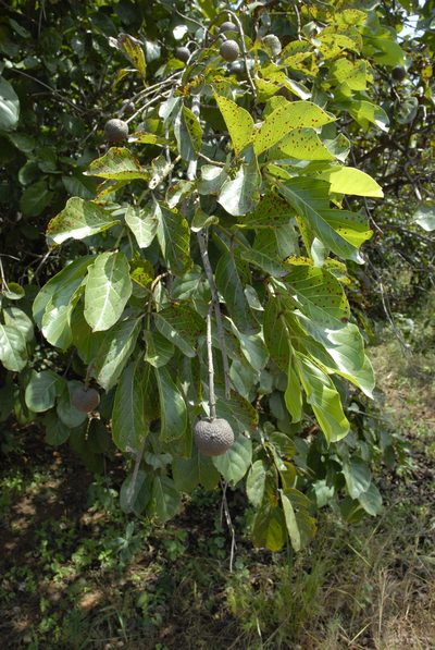 Nauclea latifolia, photographed by timharris
