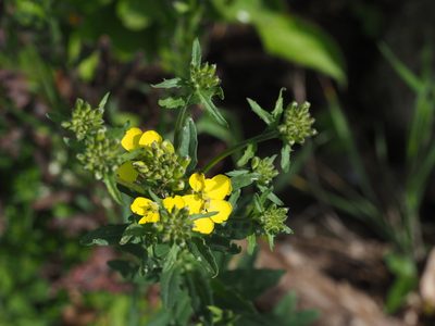 Erysimum odoratum, photographed by carnifex