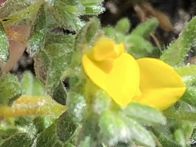 Aspalathus diffusa, photographed by Dave U