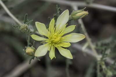 Mentzelia multiflora, photographed by Craig Martin