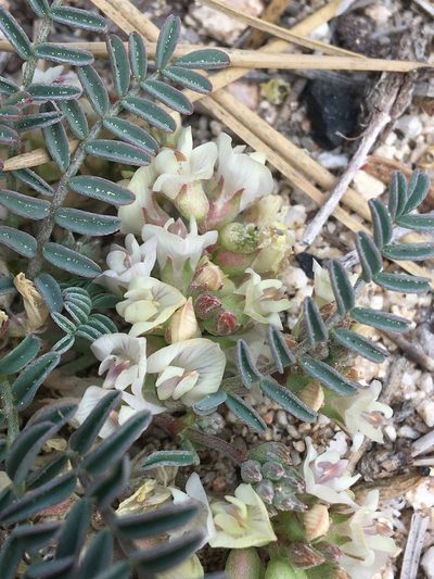 Astragalus circumdatus, photographed by Vincent Weber