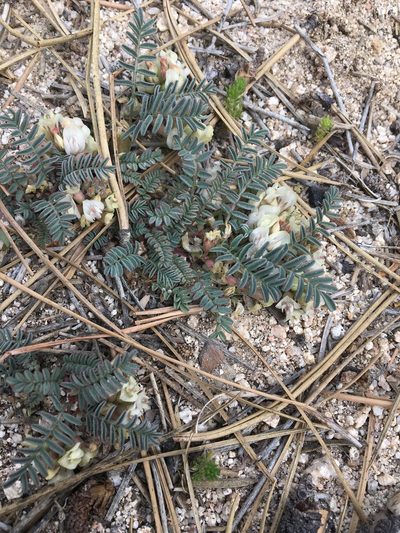 Astragalus circumdatus, photographed by Vincent Weber