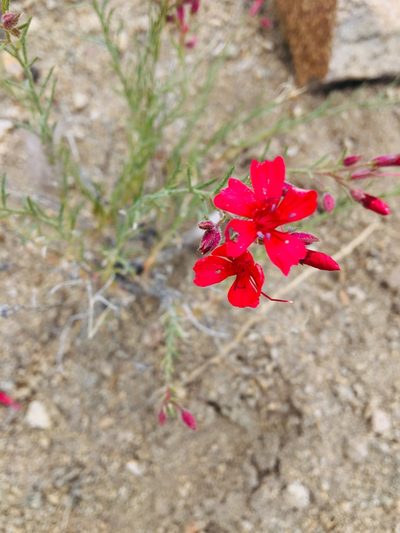 Ipomopsis tenuifolia, photographed by Vincent Weber