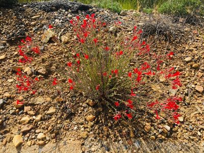 Ipomopsis tenuifolia, photographed by Vincent Weber