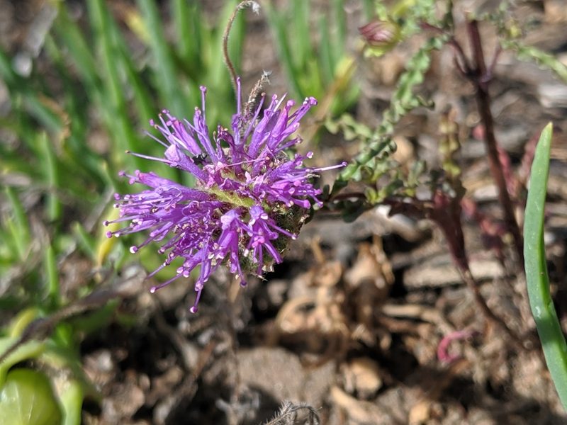 Monardella sinuata, photographed by Alex Heyman