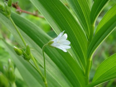 Cerastium velutinum, photographed by Reuven Martin
