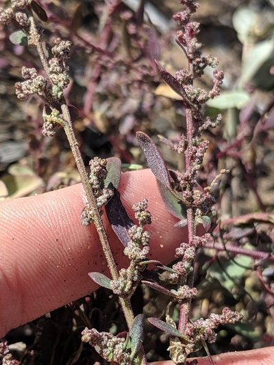 Chenopodium littoreum, photographed by Alex Heyman