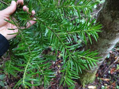 Halocarpus kirkii, photographed by Jacqui Geux