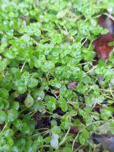 Callitriche petriei, photographed by Alice Shanks