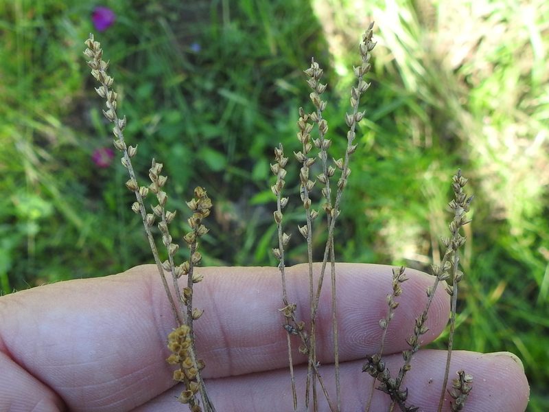 Plantago heterophylla, photographed by Sam Kieschnick