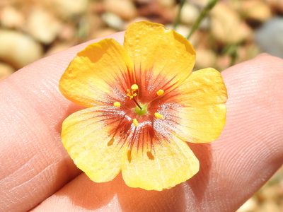 Linum hudsonioides, photographed by Sam Kieschnick