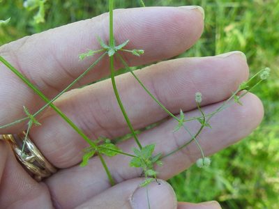 Galium texense, photographed by Sam Kieschnick
