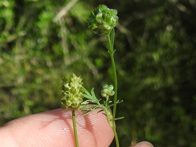 Sanguisorba annua, photographed by Sam Kieschnick