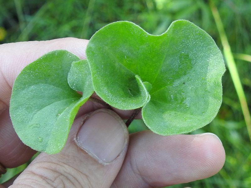Dichondra recurvata, photographed by Sam Kieschnick