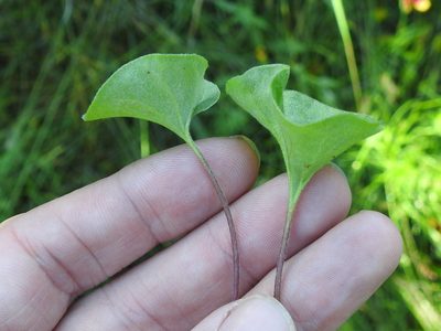 Dichondra recurvata, photographed by Sam Kieschnick