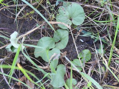 Dichondra recurvata, photographed by Sam Kieschnick