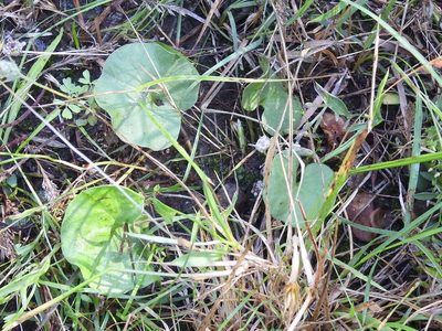 Dichondra recurvata, photographed by Sam Kieschnick