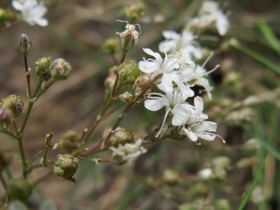 Gypsophila fastigiata, photographed by Andreas Rockstein