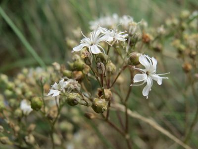 Gypsophila fastigiata, photographed by Andreas Rockstein