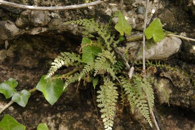 Asplenium fontanum, photographed by Eric Knight