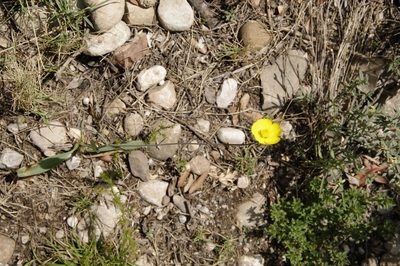 Ranunculus gramineus, photographed by Eric Knight