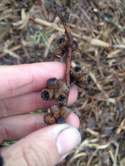 Eucalyptus nitens, photographed by Jon Sullivan