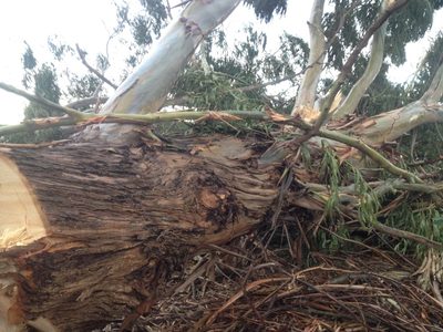 Eucalyptus nitens, photographed by Jon Sullivan